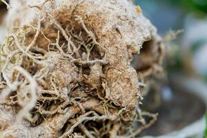 Intricate Root System Close-Up photo