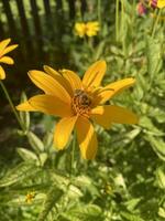 A bee sits on a heliopsis flower in a garden, collecting nectar photo