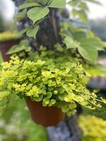 A lysimachia plant with green leaves grows in a hanging pot attached to a tree in a garden. photo