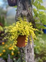A plant with bright yellow leaves grows in a hanging pot attached to a tree in a garden. photo