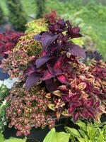 A close-up of ornamental plants with vibrant, colorful leaves arranged in pots outdoors. photo