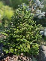 A dwarf spruce with dense green needles growing on rocky soil in a garden photo