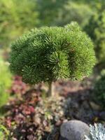 A dwarf pine with dense green needles growing in a garden photo