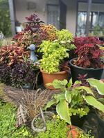 A group of ornamental plants with colorful leaves in pots outdoors, with a duck figurine among them. A house is visible in the background. photo