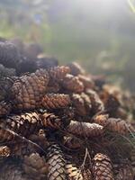 Close-up of pine cones in nature, illuminated by soft sunlight photo