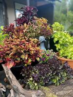 A group of ornamental plants with colorful leaves is arranged in pots outdoors. A duck figurine is visible among them photo