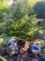 A dwarf spruce with decorative raccoon figurines on a flower bed in a garden. photo