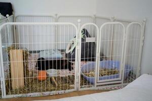 pet rabbit in a large cage in a student dormitory room photo