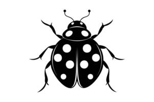 black and white ladybug on a white background vector