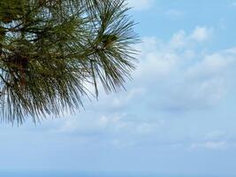 pine branches with long needles against a blue sky with clouds photo
