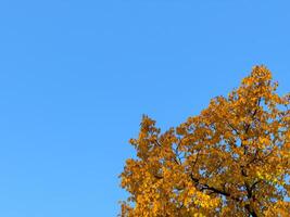 Tree branches with bright yellow leaves against the blue sky without clouds. Autumn sunny background photo
