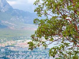 tree branches against the backdrop of a mountain and a village at the foot of the mountain photo