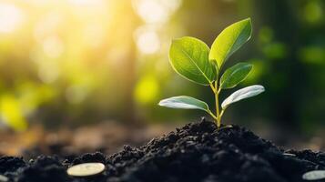 New Life Sprouting in the Sunlight photo