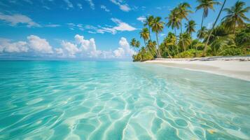 Pristine Tropical Beach with Palm Trees photo