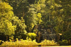 Golden sunlight cascades through the lush canopy of a tropical rainforest, illuminating various tree trunks and vibrant green plants nestled in the undergrowth. photo