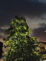 As dusk settles, trees stand against a dramatic sky filled with clouds. Streetlights glow softly while nearby homes add charm to the serene atmosphere. photo