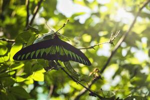 el intrincadamente estampado alas de el magnífico mariposa son un fascinante monitor de vibrante colores, rango desde radiante sombras a el más suave matices de un pocos colores. foto
