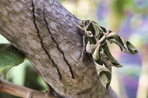 A large green Oleander hawkmoth is resting on a tree branch, perfectly blending in my garden with the foliage in Kuala Lumpur . The vibrant tropical setting highlights its remarkable camouflage. photo