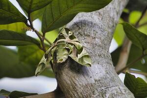 A large green Oleander hawkmoth is resting on a tree branch, perfectly blending in my garden with the foliage in Kuala Lumpur . The vibrant tropical setting highlights its remarkable camouflage. photo