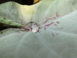Caladium Bicolor leaf close-up with water drops on the leaf photo
