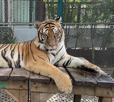 Tiger laid down calm sleepy looking front photo