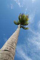 Palm tree at the beach with windy daytime photo
