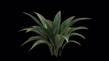 Cast Iron Plant blowing in the wind. Wind blows the Aspidistra Plant. Animated Bar-room Plant swaying in the wind with Transparent Background. Alpha Channel. Loop Animation video