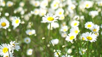 Chamomile. White daisy flowers in a field of green grass sway in the wind at sunset. Chamomile flowers field with green grass. Close up slow motion. Nature, flowers, spring, biology, fauna concept video