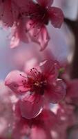 A close up of a bright pink flowers peach tree spring bloom. Vertical . Slow motion video