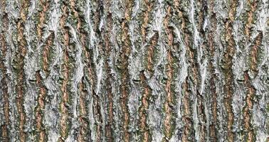 Bark of a tree in the forest as a texture background, wooden surface applicable for printing paper, sticker wallpaper, vinyl floor texture, screen picture backgrounds, banner poster backgrounds design photo