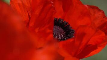 Close-Up View of a Red Poppy video