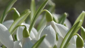 Snowdrops, flower, spring. White snowdrops bloom in garden, early spring, signaling end of winter. video