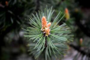 A twig of pine and a young pine cone. photo