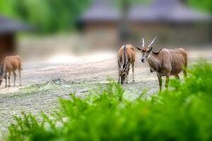 Antelope impala costs having turned head against photo