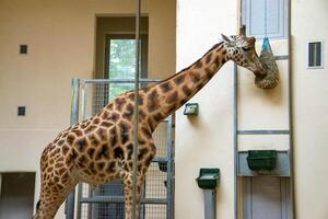 portrait of a giraffe head with big years and a funny look photo