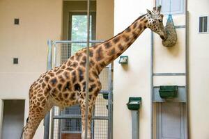 portrait of a giraffe head with big years and a funny look photo