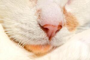 Pink nose of a white cat close up. Cute Pet Cat Macro photo