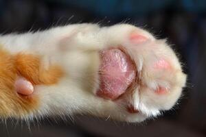 Cat paw close up. Domestic pet resting. Soft cat's foot photo