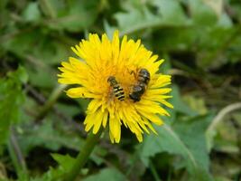 Working bee collecting pollen from a dandelion photo