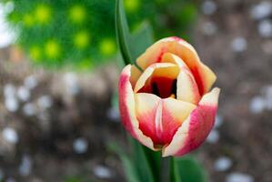 Spring Tulips in bloom with red and green colors photo