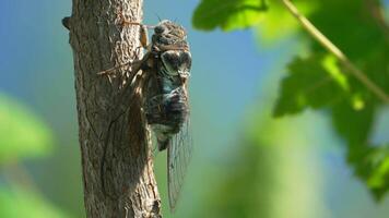 A cicada sits on a tree at summer, closeup shot. Singing loudly to call the female. Intense buzzing of cicadas. Cicada Lyristes plebejus. Selective focus video