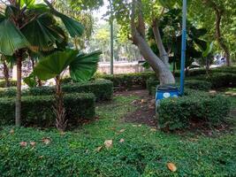 Fan palm is a palm tree that has leaves that resemble a fan shape. Fan palm tree in a city park photo