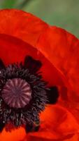 Close-Up View of a Red Poppy with a Bee video