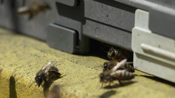 Bees, pollen, hive - Close-up view of bees with colorful pollen on legs near beehive entrance, 240 fps slow motion, pollination process in nature. Apis mellifera video