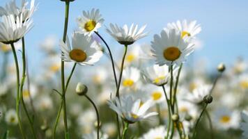 Chamomile. White daisy flowers in a field of green grass sway in the wind at sunset. Chamomile flowers field with green grass against blue sky. Close up slow motion. Nature, flowers, spring, biology video