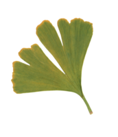 One isolated leafs of a ginkgo biloba tree. The leafs are cut out on a transparent background. png