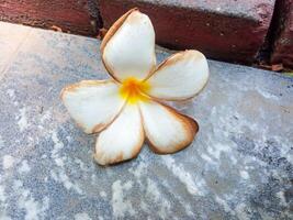 Frangipani, frangipani, or semboja are a group of plants in the genus Plumeria. Frangipani flowers fall on the ground photo