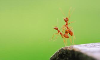 Closeup of three red ants clinging to each other on the edge of a log in a green background. photo
