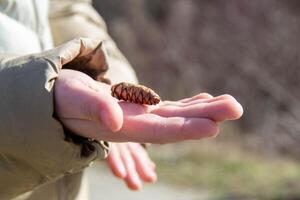 Three fir cones lie in the palm of a person photo