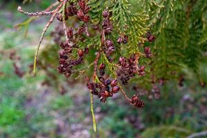 A tree with many small berries on it photo